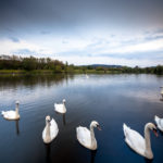 Swans on the lake near Mercure Swansea Hotel