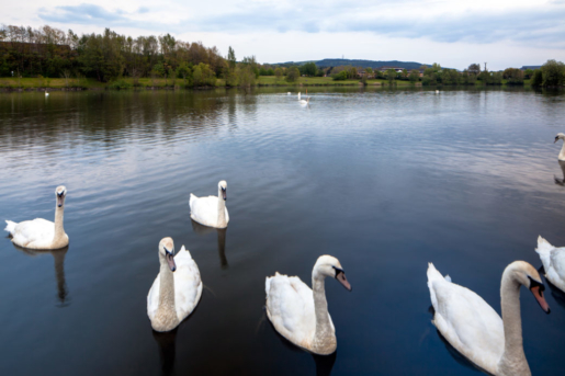 Swans on the lake near Mercure Swansea Hotel