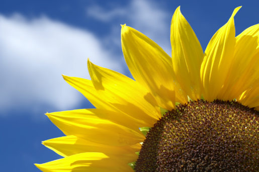 Beautiful sunflower against blue sky